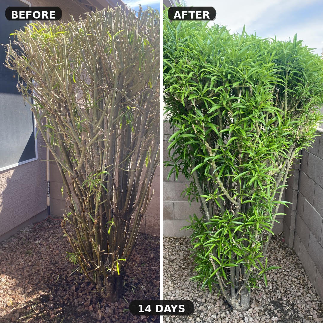 Before and after photos of the same Phoenix shrub 14 days apart: brown, bare stems before, dense green growth after, on the same drip watering schedule through 96-106°F heat