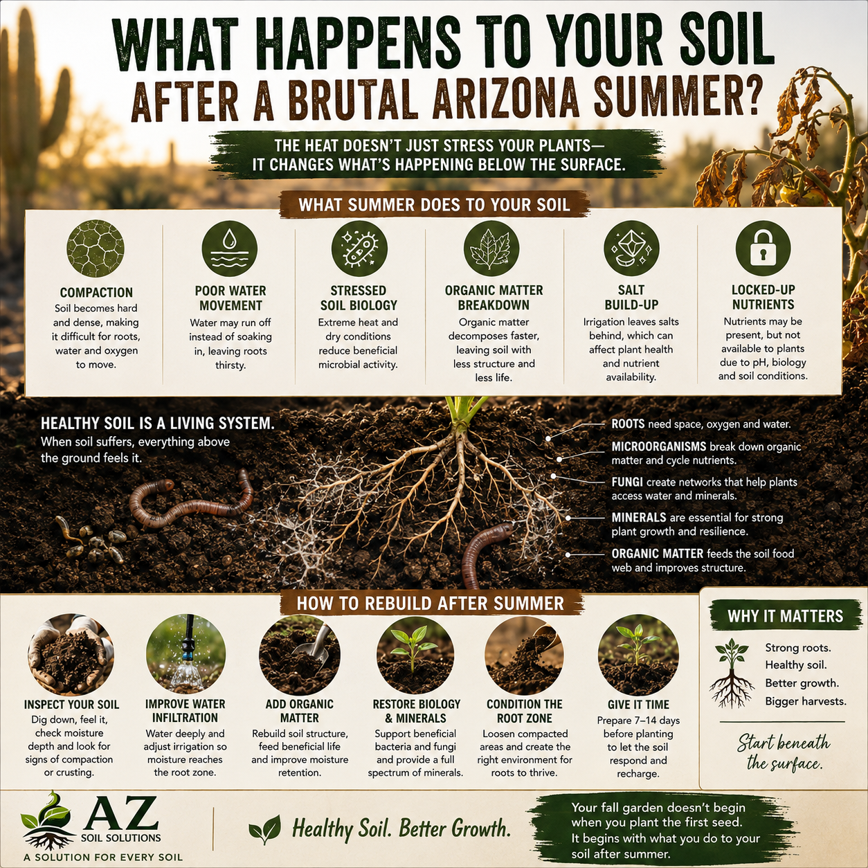 What Happens to Your Soil After a Brutal Arizona Summer infographic covering compaction, water movement, soil biology, salts, and how to rebuild